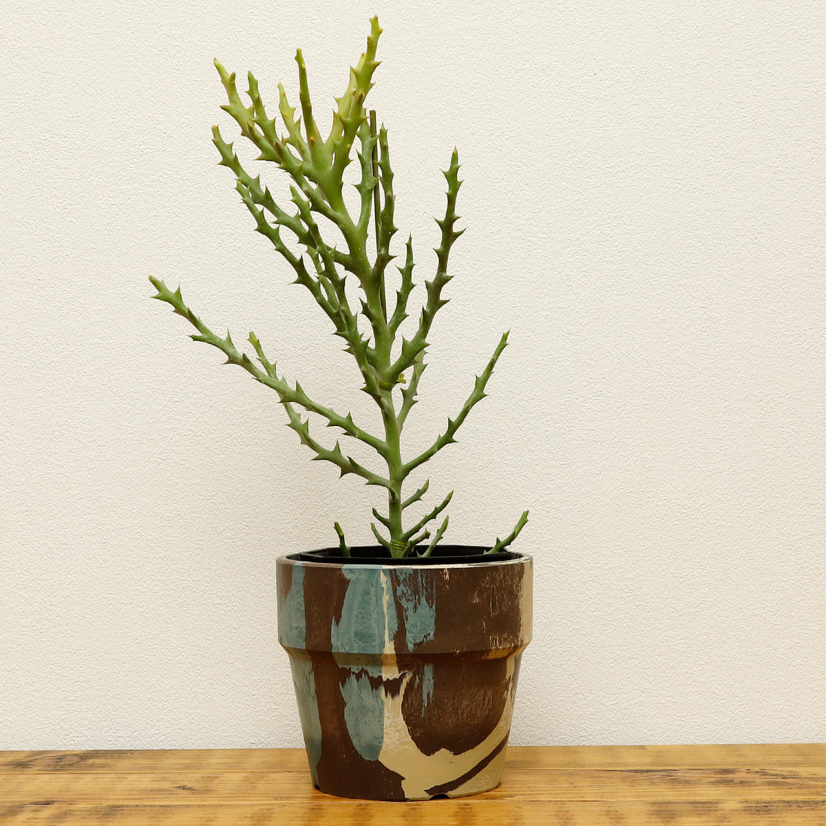 ユーフォルビア　トナカイカク　No.001　メルカリ便　鉢、送料込 セール】ユーフォルビア トナカイカク No.001 メルカリ便 鉢、送料込