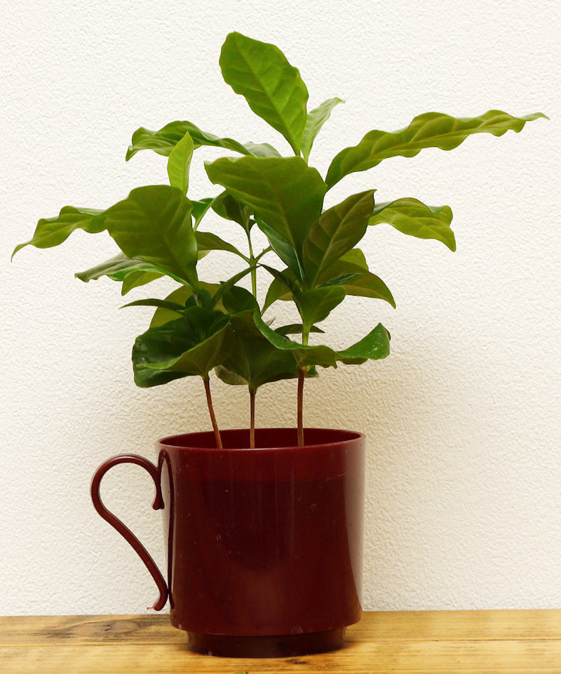 コーヒーの木 | 観葉植物 – AT.1011
