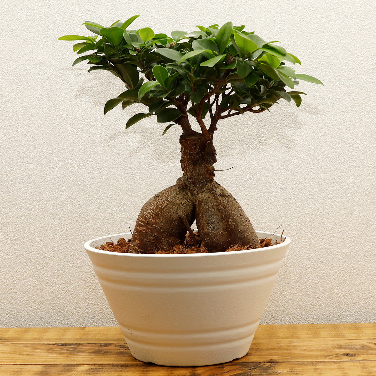 新品 】 パンダガジュマル 小葉 ７号 - 観葉植物