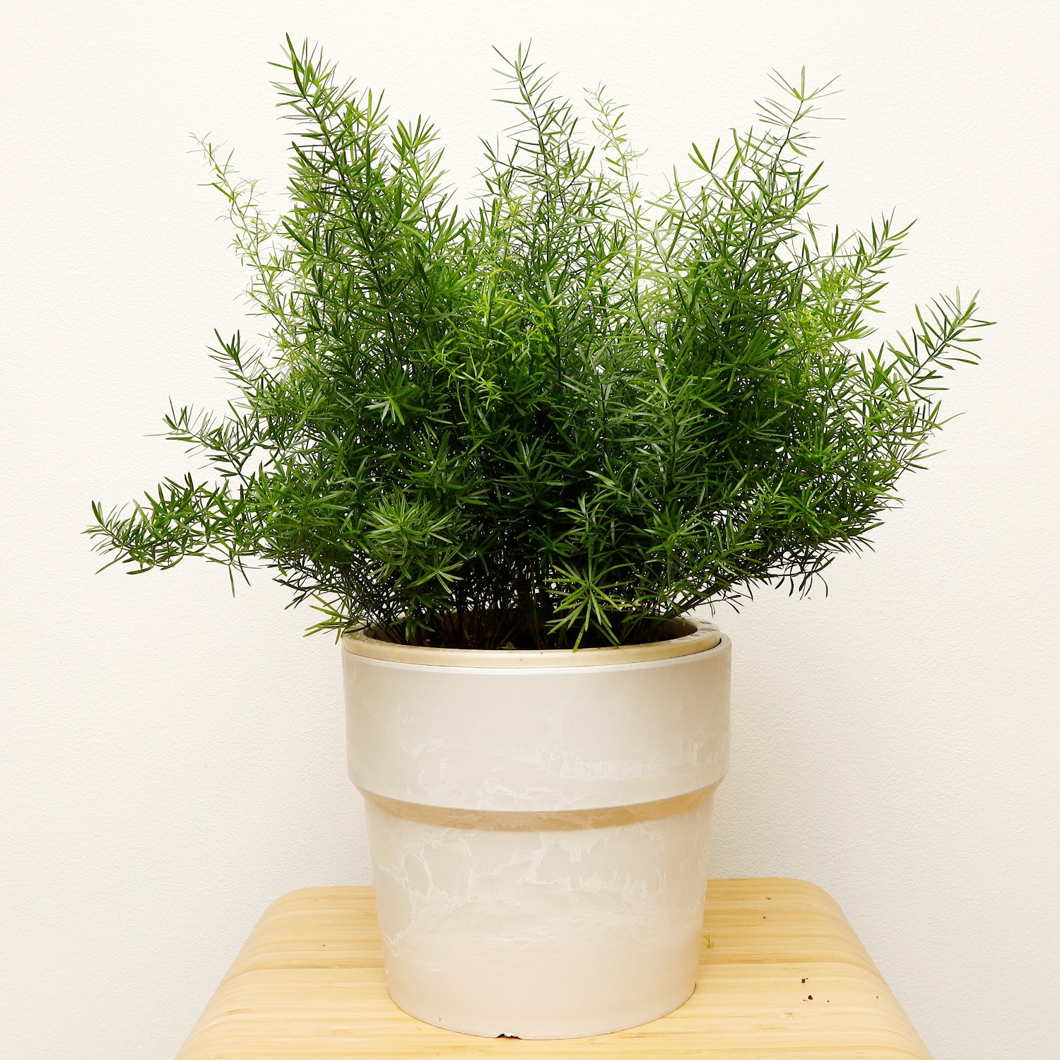 アスパラガス スプレンゲリー | 観葉植物 – AT.1011