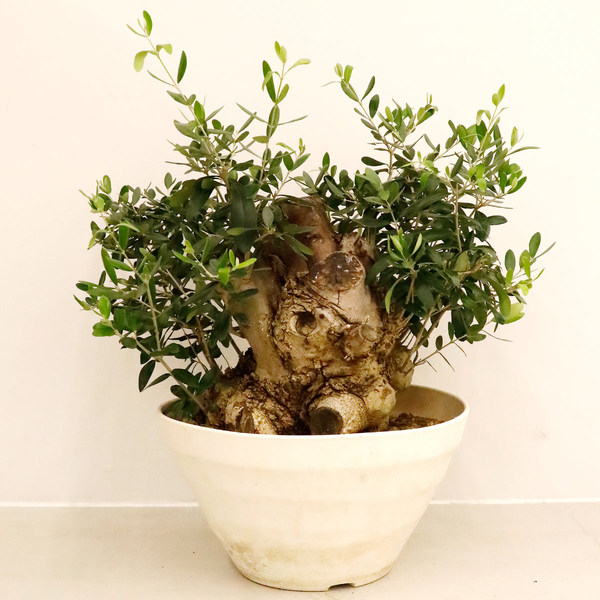 オリーブ・ミッション 古木 – AT.1011