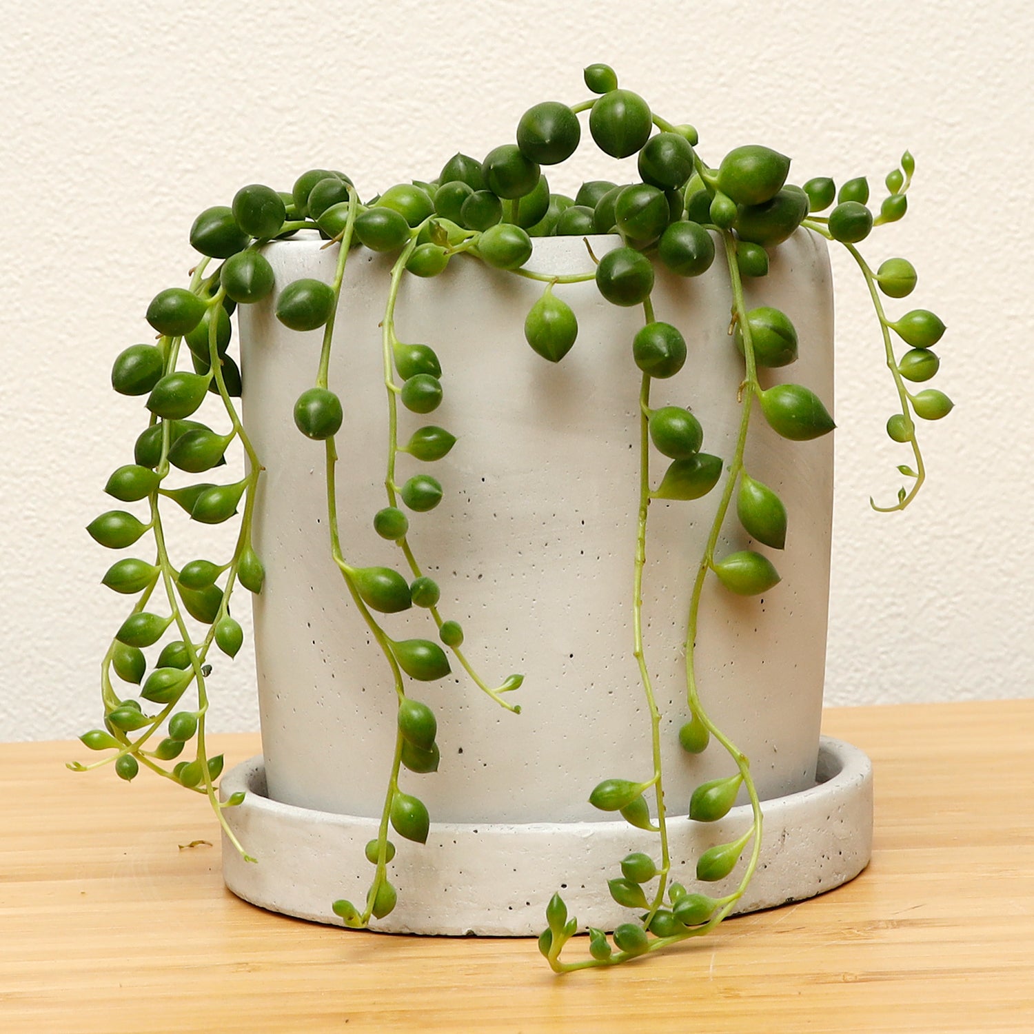 グリーンネックレス（大玉） | 観葉植物 – AT.1011