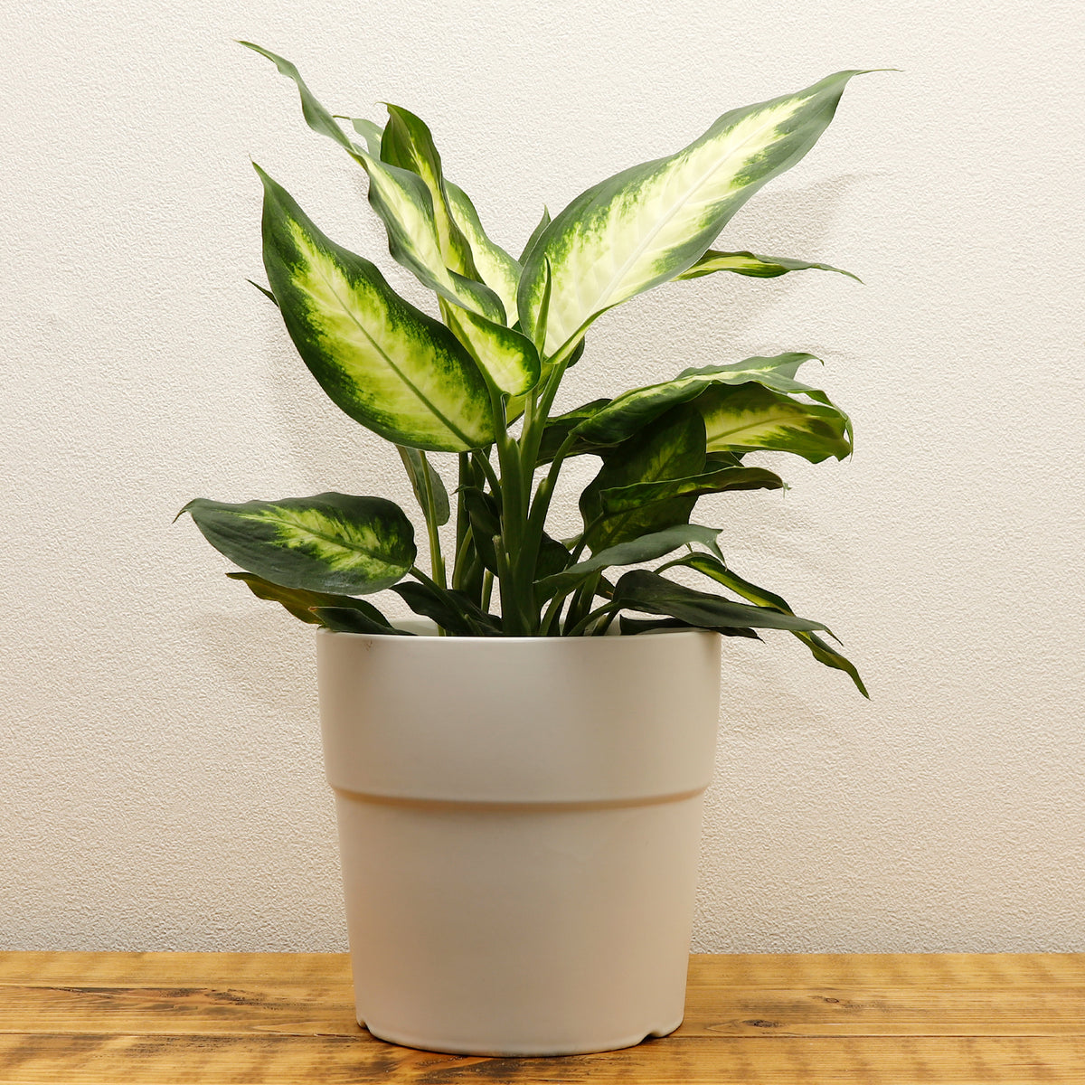 キィタღ(cocominamianoa) ディフェンバキア カミーラ | 観葉植物 – AT.1011