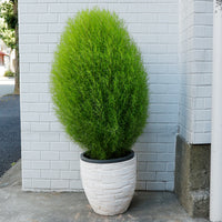 コキア 箒木