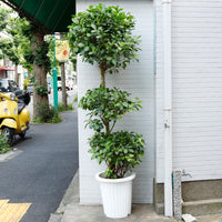 パンダ ガジュマル