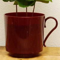コーヒーの木