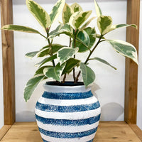 ストライププランター