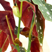 ベゴニア・マクラータ