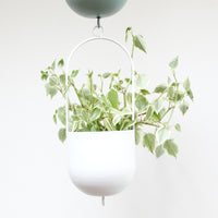 ジョイントカラーアイアンハンギングプランター