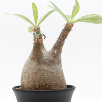 【Pachypodium】パキポディウム・グラキリス