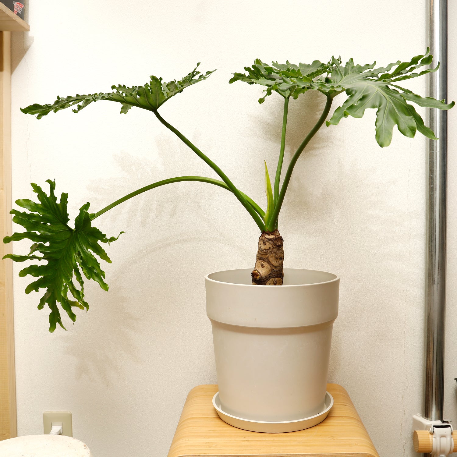 京都市】セローム Philodendron 'Selloum' フィロデンドロン セローム