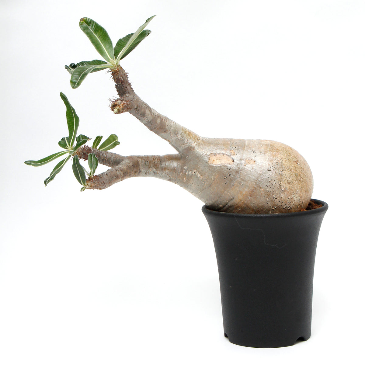 1_1200x1200.jpg?v=1638429738