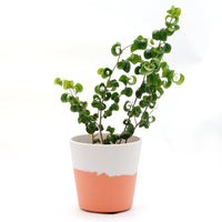 マーブルプランター