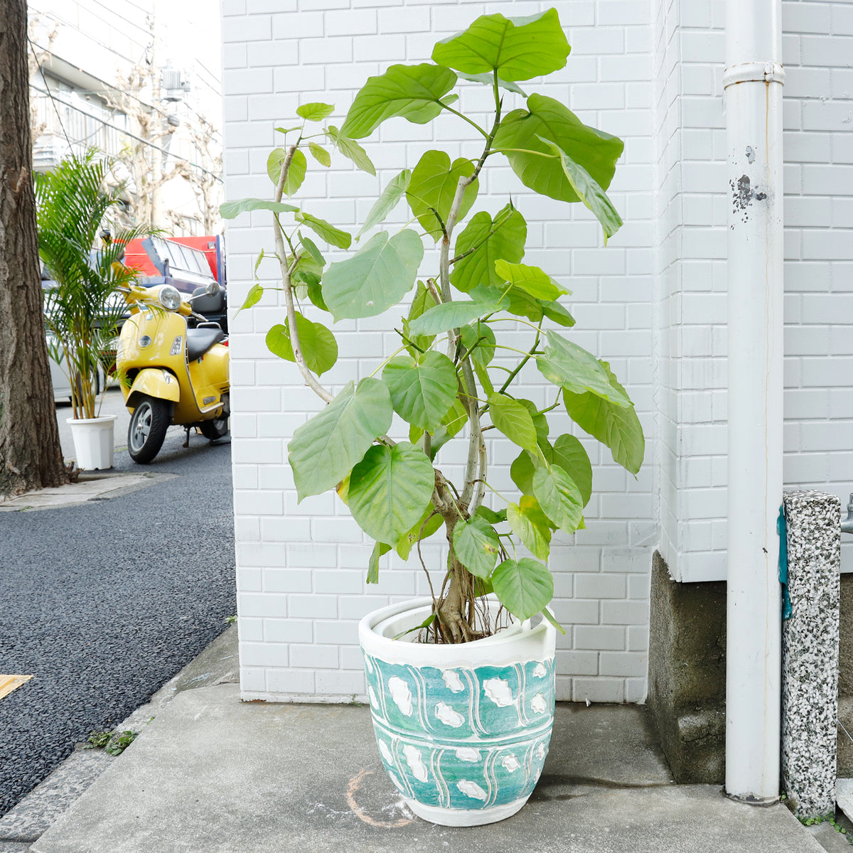 フィカス ウンベラータ | 観葉植物 – AT.1011