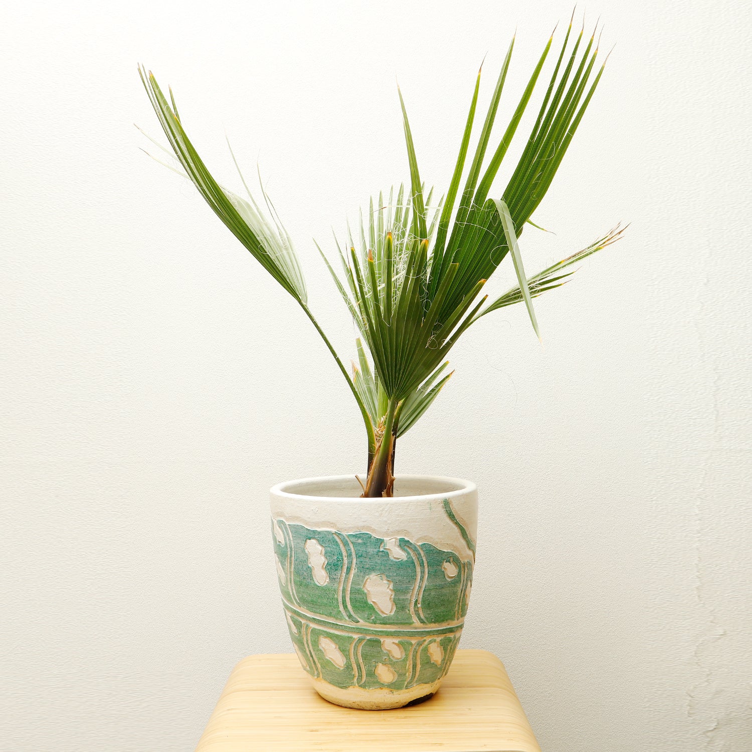 ワシントンヤシ　13号鉢つき　コンパクト葉❗ ワシントンヤシ 13号鉢つき コンパクト葉❗ ワシントンヤシ 13号鉢つき