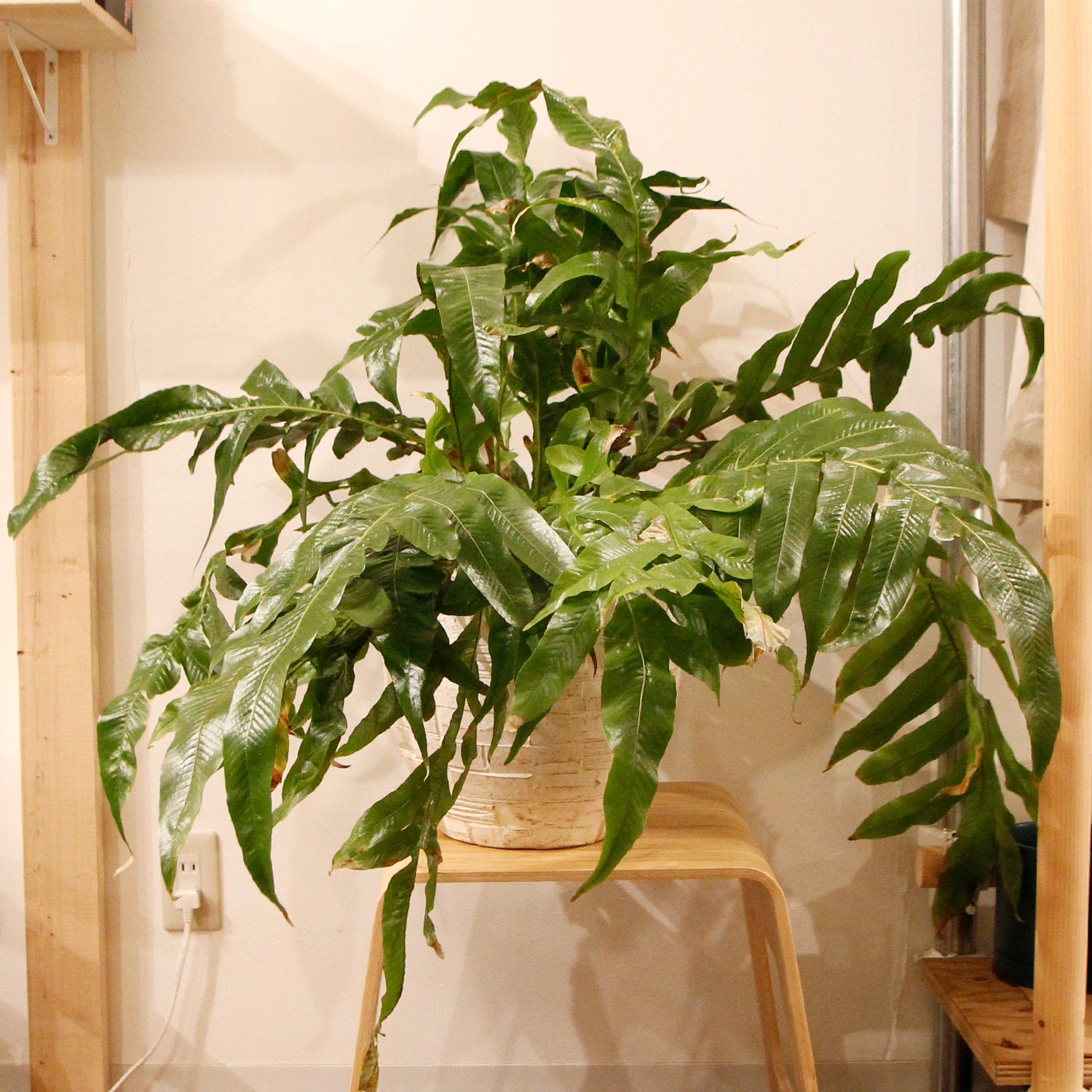 アグラオモルファ コロナンス アグラオモルファ・コロナンス | 観葉植物 – AT.1011