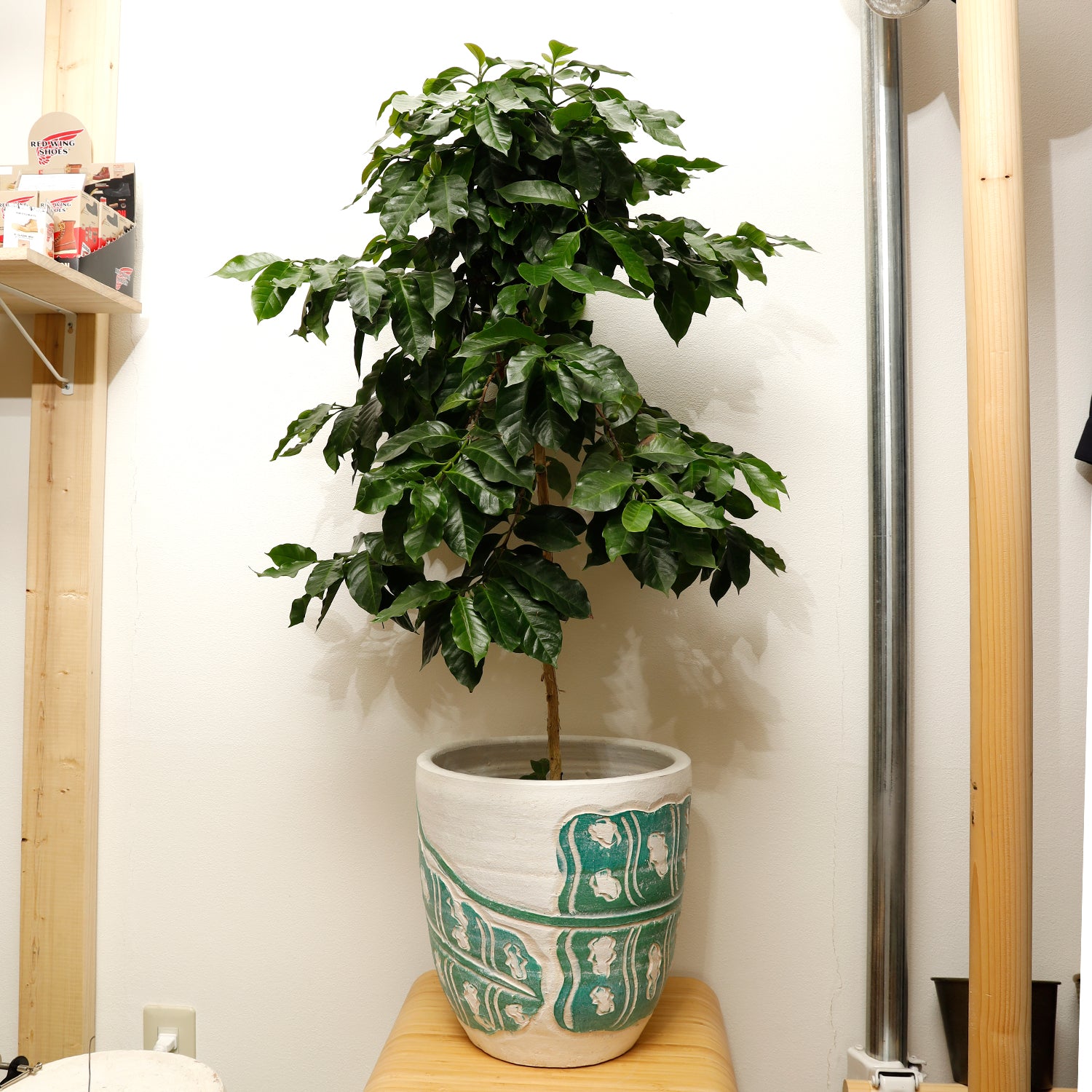 コーヒーの木 | 観葉植物 – AT.1011