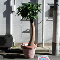 ブラキキトン・アケリフォリウス