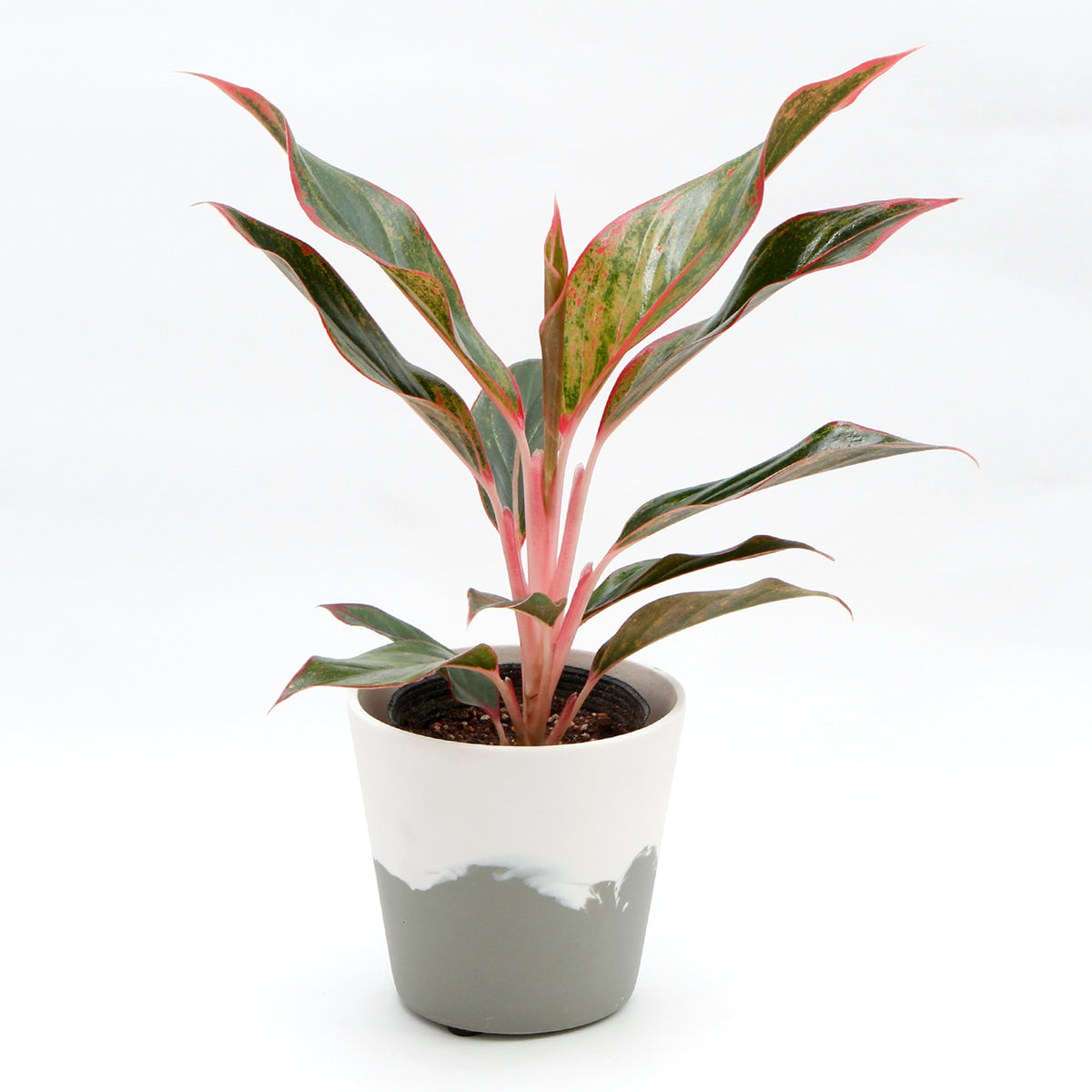 その他観葉植物 acetedyamada 1_fdaced64-3fdc-4d77-a016-
