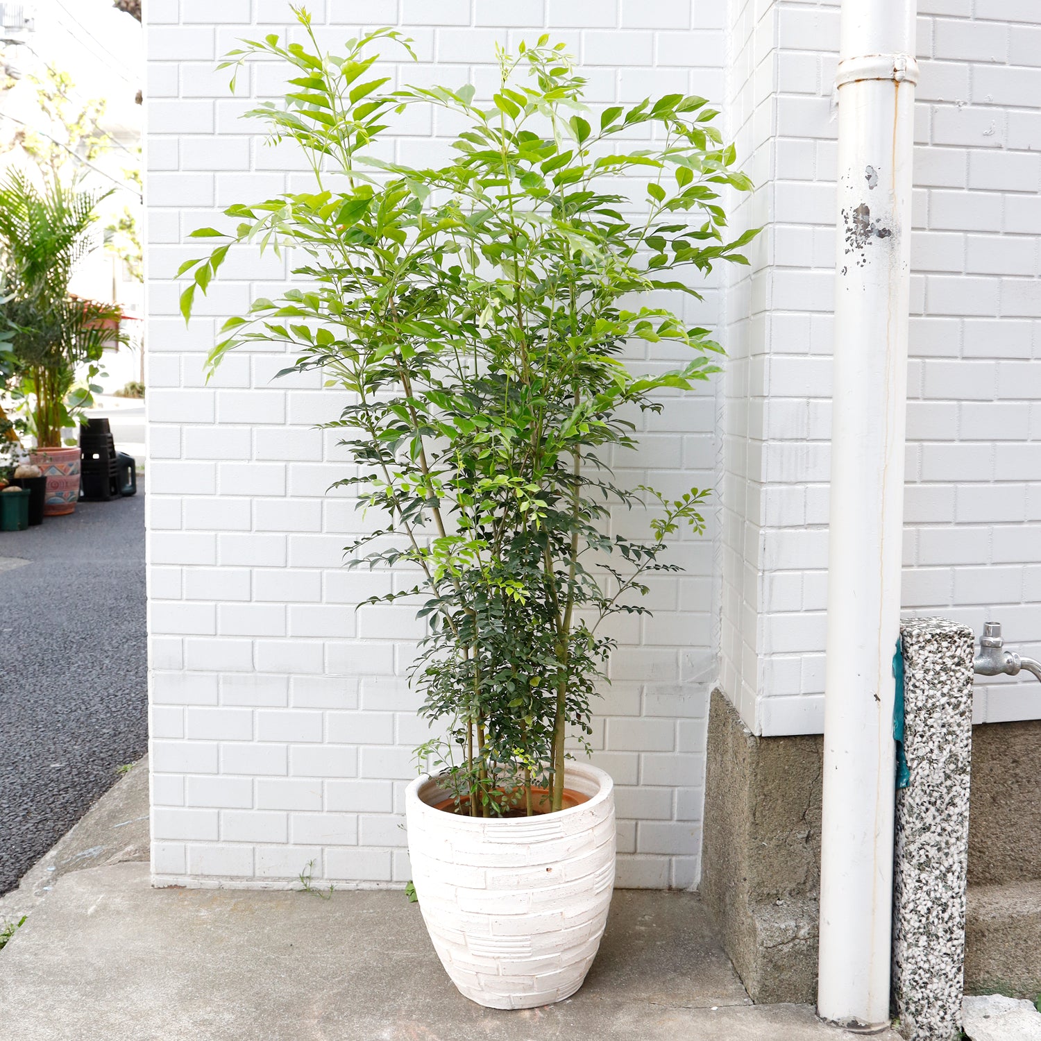 シマトネリコ | 観葉植物 – AT.1011