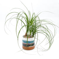 釉薬ボーダープランター