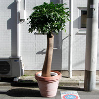 ブラキキトン・アケリフォリウス