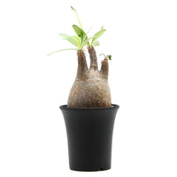 【Pachypodium】パキポディウム・グラキリス