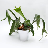 ユーロ3プロスト