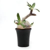 【Pachypodium】パキポディウム・グラキリス(象牙宮)