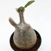 【Pachypodium】パキポディウム・グラキリス