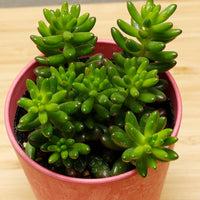 セダム・虹の玉