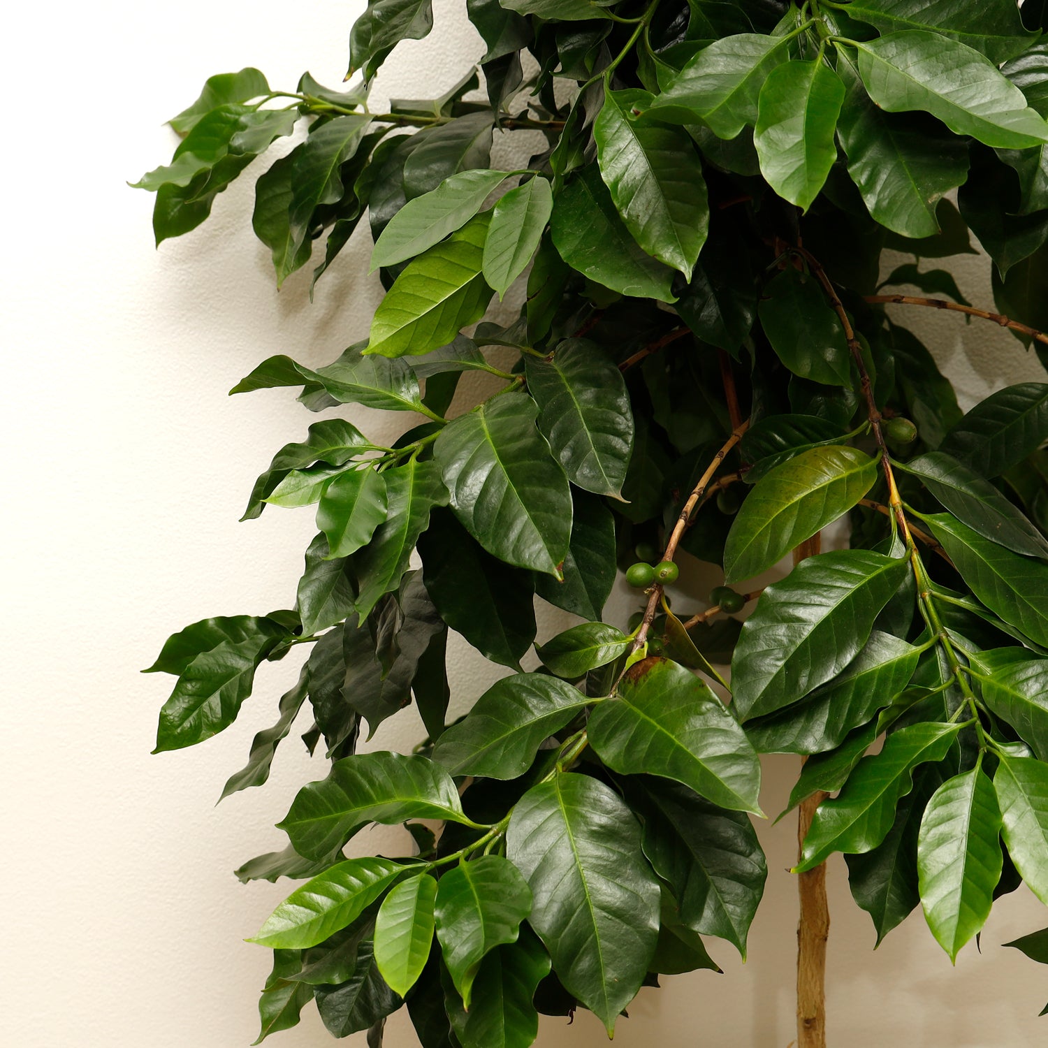 コーヒーの木 | 観葉植物 – AT.1011