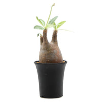 【Pachypodium】パキポディウム・グラキリス