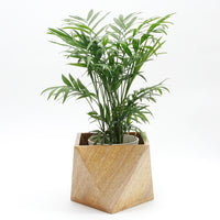 マンゴーウッドポリゴンプランター