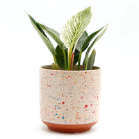 ペインティングプランター