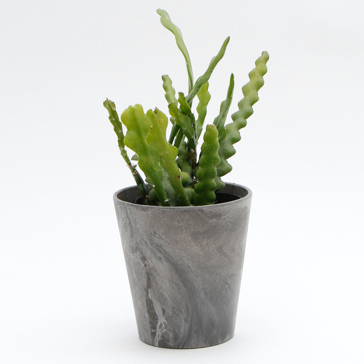 アクタス ジュート籠 4個 アクタス ジュート籠 4個