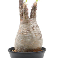 【Pachypodium】パキポディウム・グラキリス