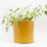 カラーシリンダープランター