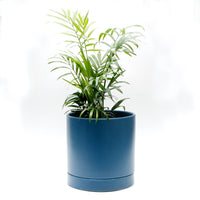 カラーシリンダープランター