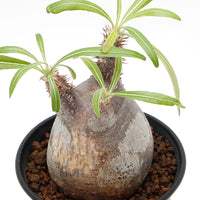 【Pachypodium】パキポディウム・グラキリス