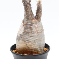 【Pachypodium】パキポディウム・グラキリス