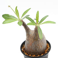 【Pachypodium】パキポディウム・グラキリス