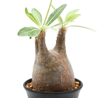 【Pachypodium】パキポディウム・グラキリス