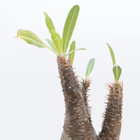 【Pachypodium】パキポディウム・グラキリス