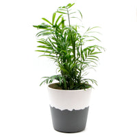 マーブルプランター