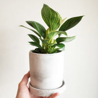 【Planter】モルタルプランター