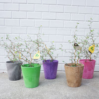 【Planter】アートストーン:5 Colors SET