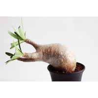 【Pachypodium】パキポディウム・グラキリス(象牙宮) :moyenne bulbe une