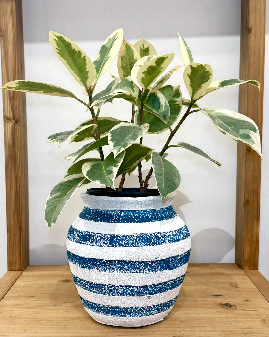 ストライププランター