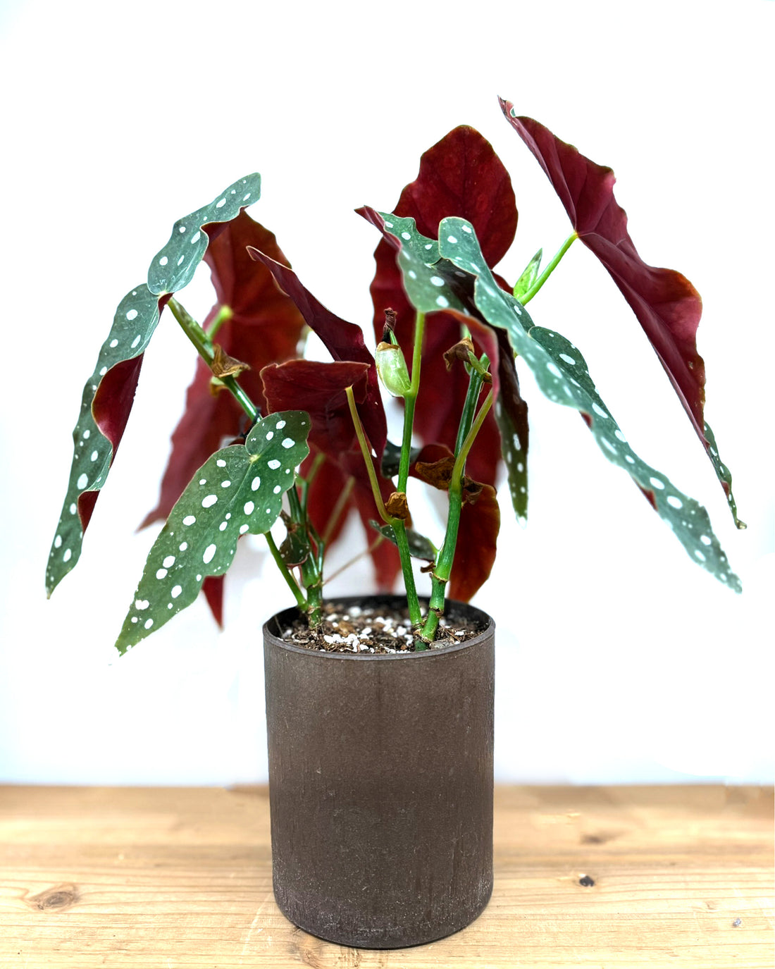 ベゴニア・マクラータ